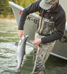 Salmon Fishing on the Kenai River