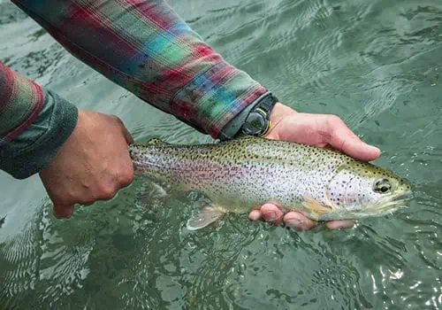 Rainbow Trout