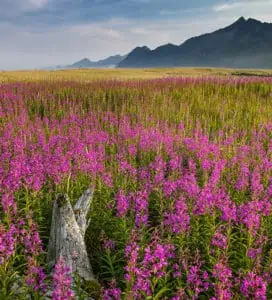 A Field of Fireweed