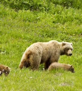 Brown Bear with Cubs