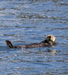 Sea Otter