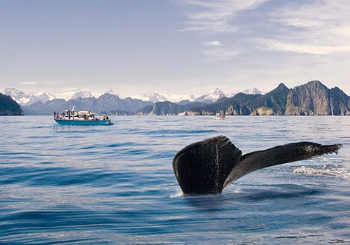 Whale and Tour Boat