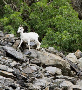 Dall Sheep