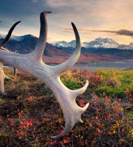 Caribou Antler in Denali National Park