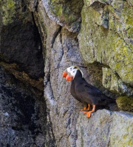 Tufted Puffins