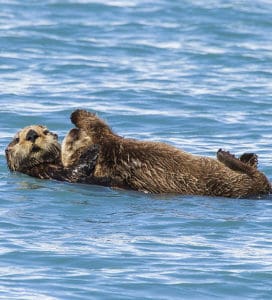 Sea Otters