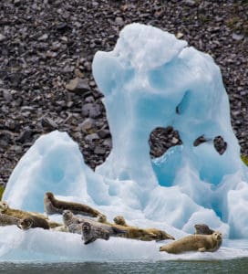 Harbor Seals on Glacial Ice