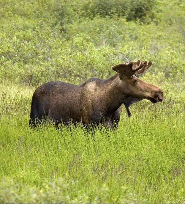 A Bull Moose