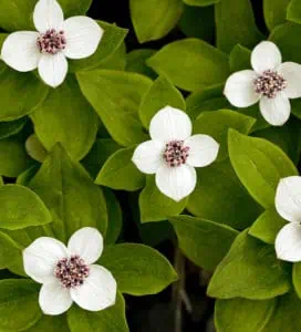 Dwarf Dogwood