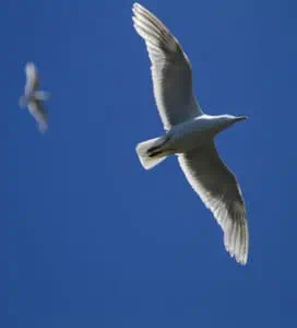 Glaucous-winged Gull