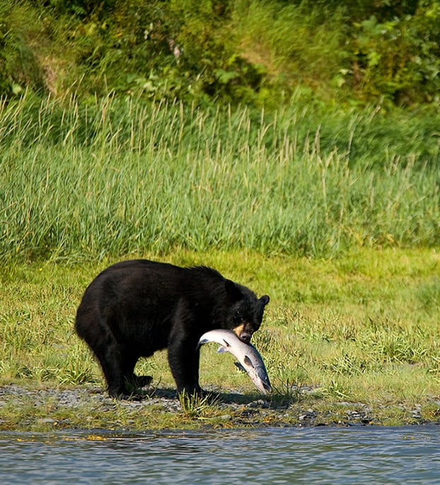 Black Bear with Fish