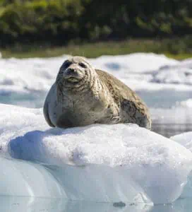 Harbor Seal on Ice