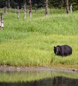 Black Bear at Kenai Fjords National Park