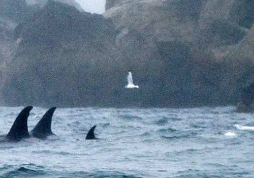 Pod of Orca Whales