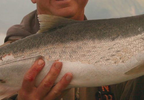 Guide with Salmon