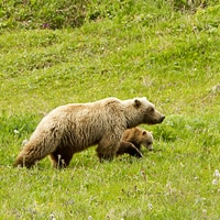 Alaska Trip Add-Ons - Alaska Wildland Adventures