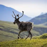 Caribou