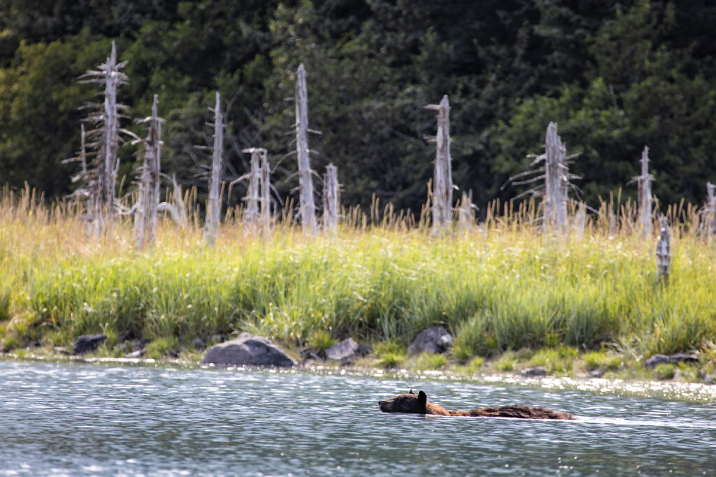 A brown bear swimming in front of ghost trees.