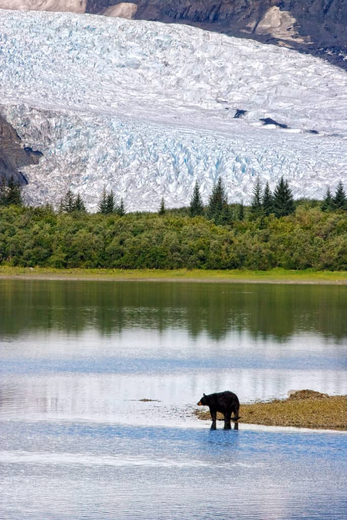 A black bear searches for food along Pedersen Lagoon.