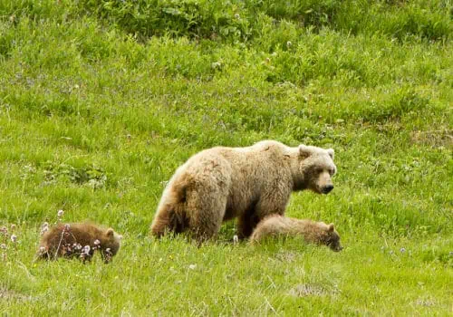 Brown bear and cubs in Denali National Park