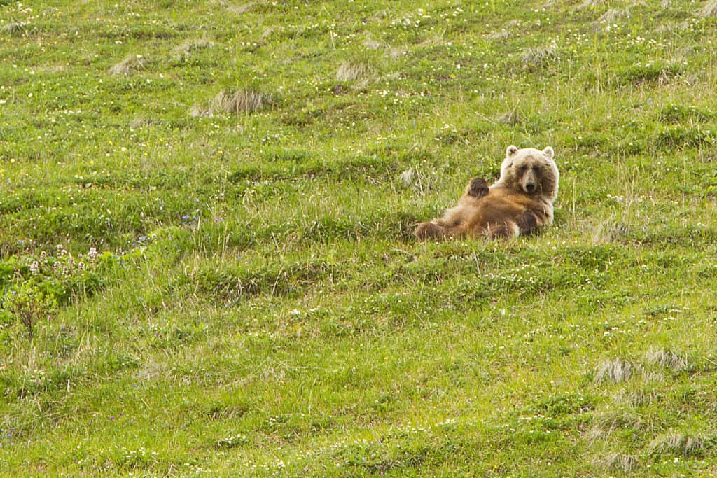A brown bear lounging in Denali National Park.