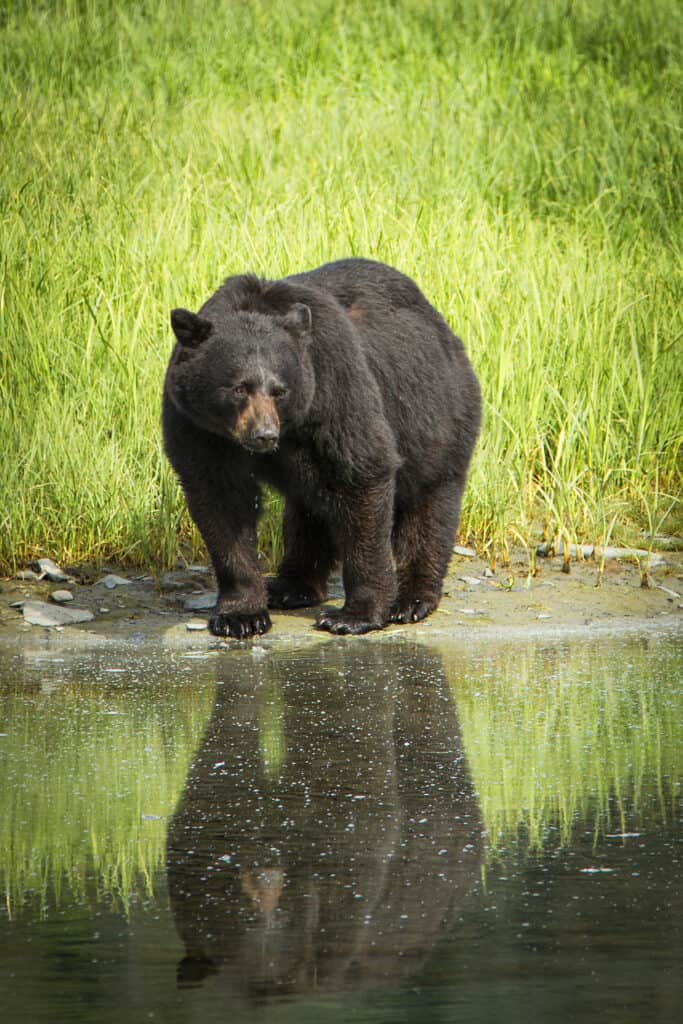 A black bear searches for food along Pedersen Lagoon.