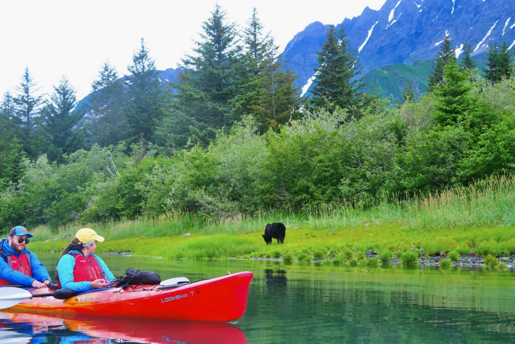 Watching a black bear from a kayak