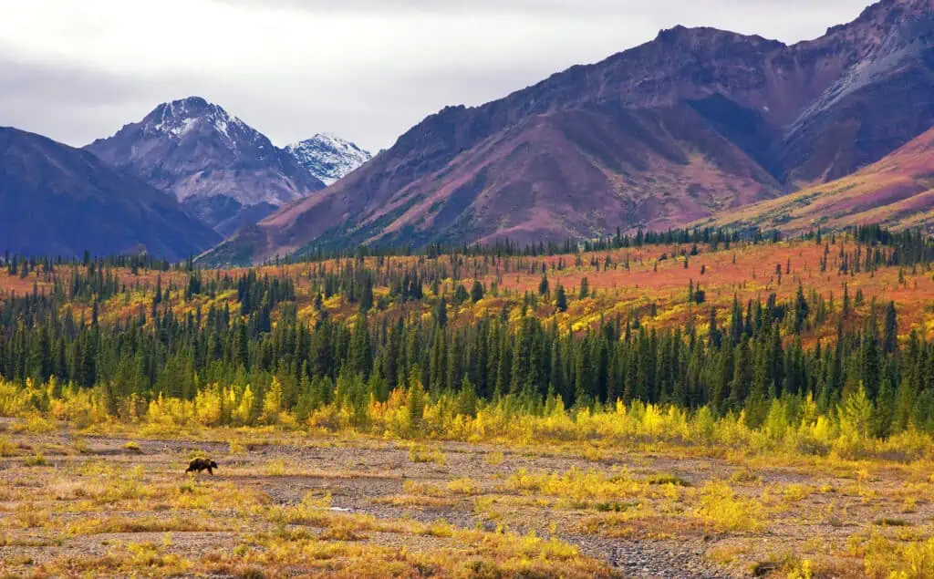 A mountain scene in Denali National Park