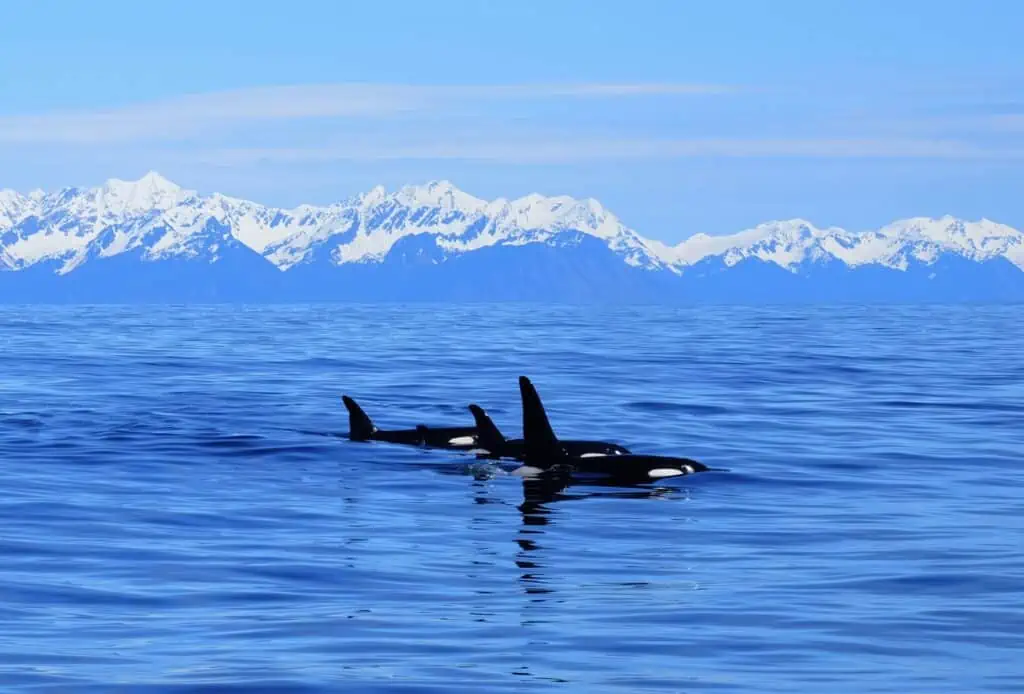 Three orcas in front of the mountains of Kenai Fjords National Park