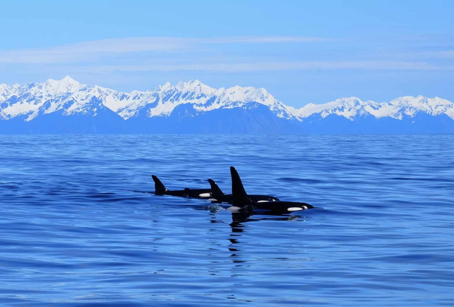 Marine Mammals - Alaska Wildland Adventures
