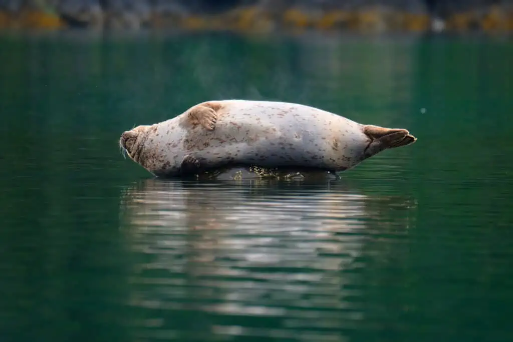 A harbor seal leaning back on a rock