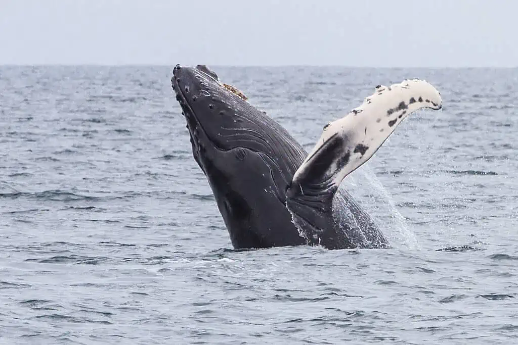 A humpback whale breaching the water