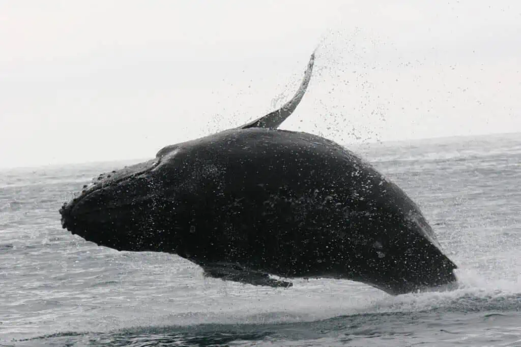 A humpback whale jumping out of the water