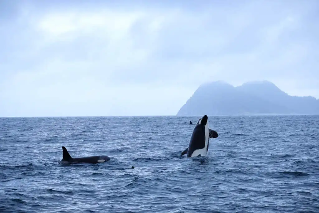 Two orcas in Kenai Fjords National Park