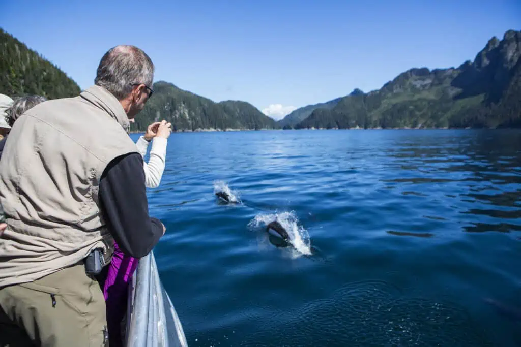 Watching Dall's porpoises from an AWA boat