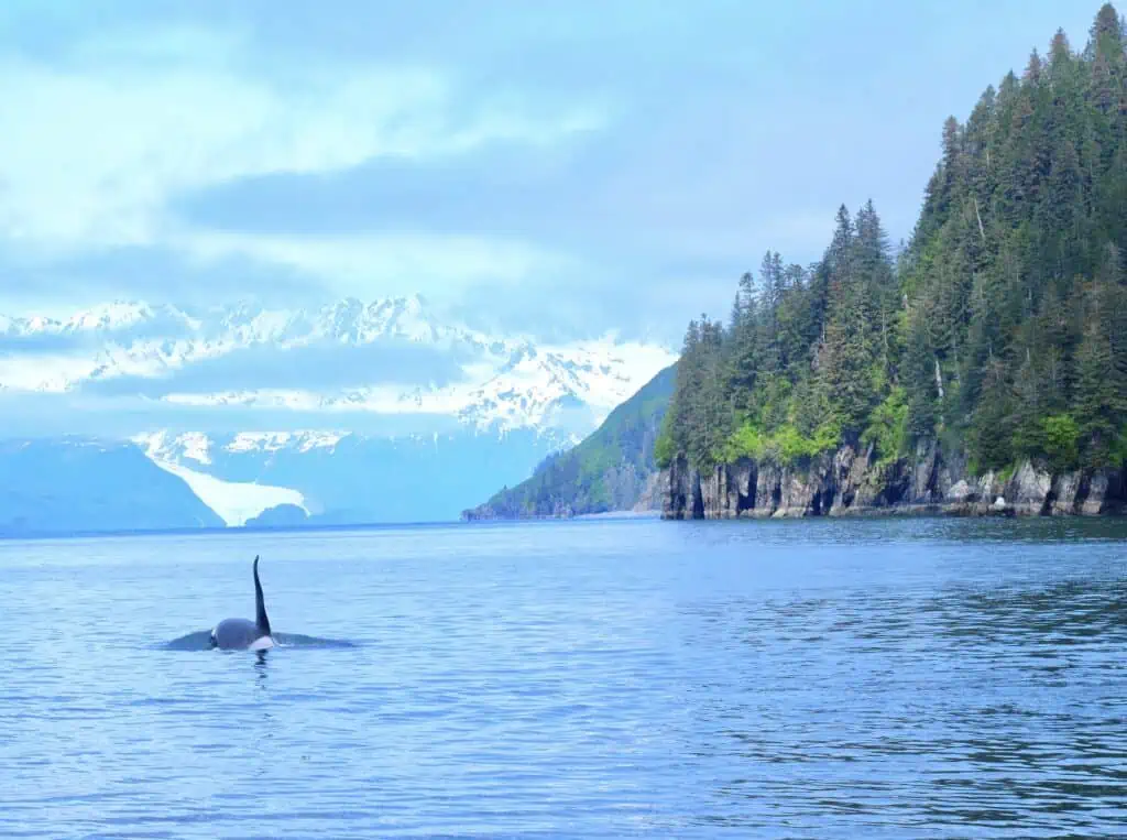 An orca in front of Aialik Glacier