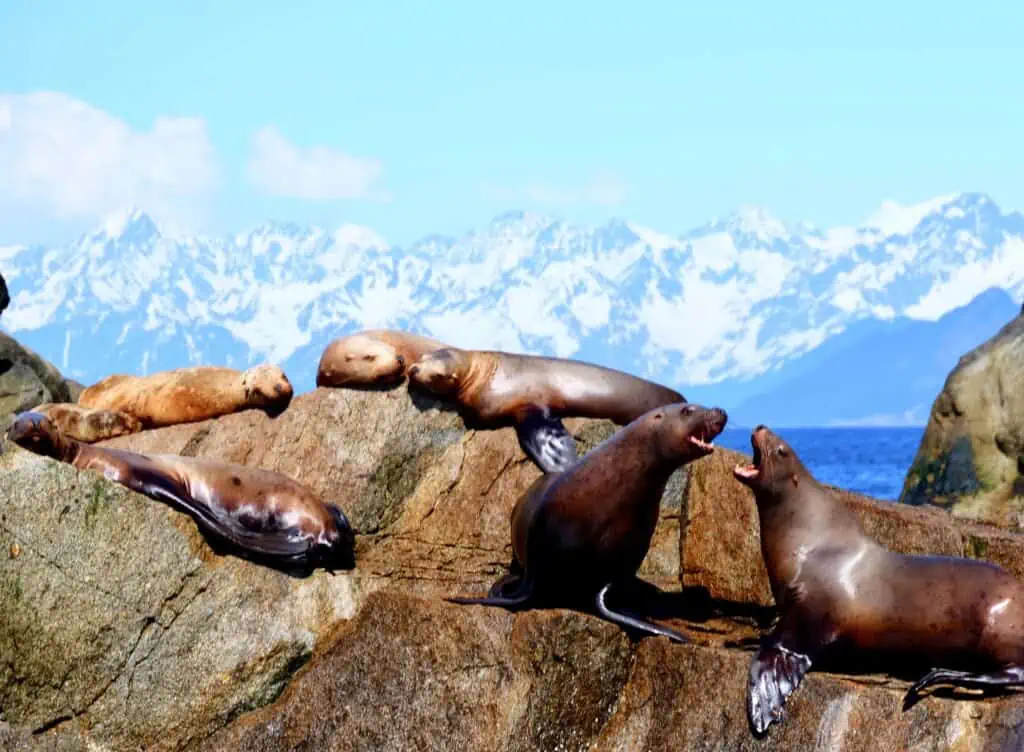 Stellar sea lions on a rocky outcrop
