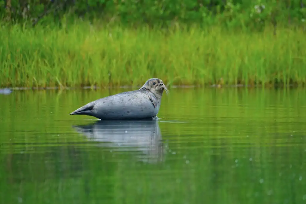A harbor seal sitting on a rock
