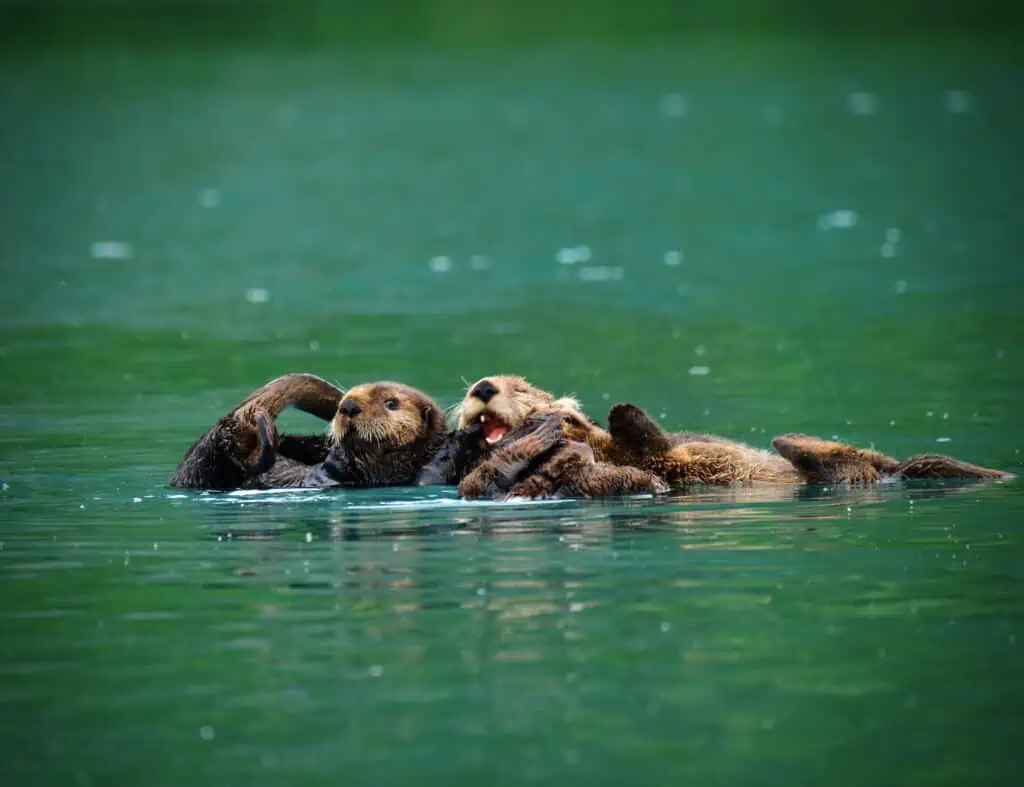Otters laying on their backs eating