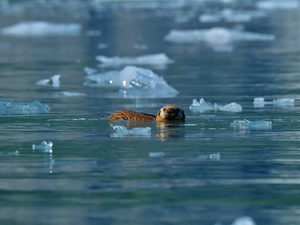 An otter swimming among glacier ice