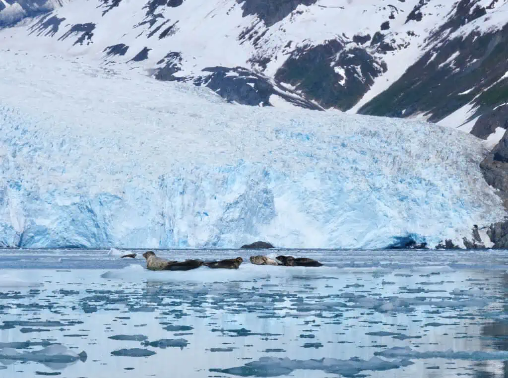 Harbor seals on glacial ice "haul-outs"