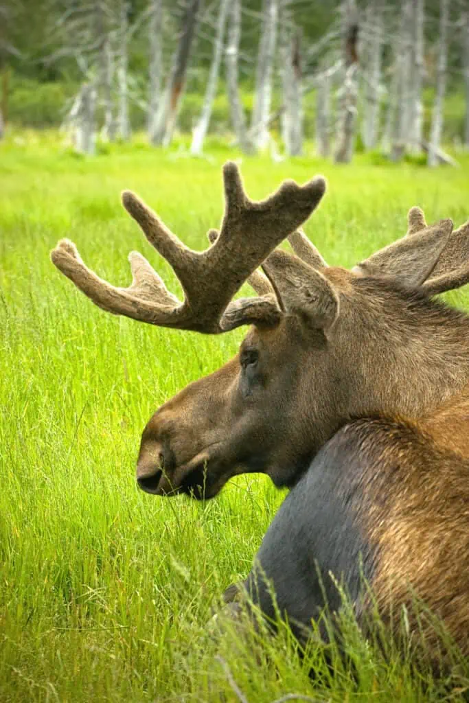 A bull laying down at the Alaska Wildlife Conservation Center