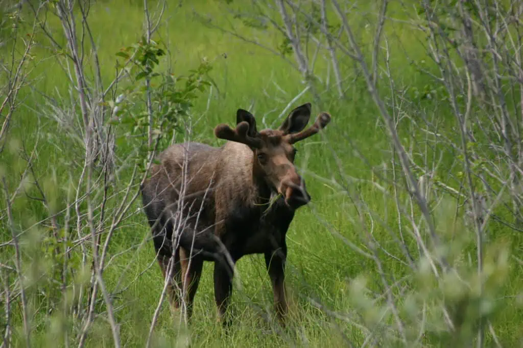 A juvenile moose