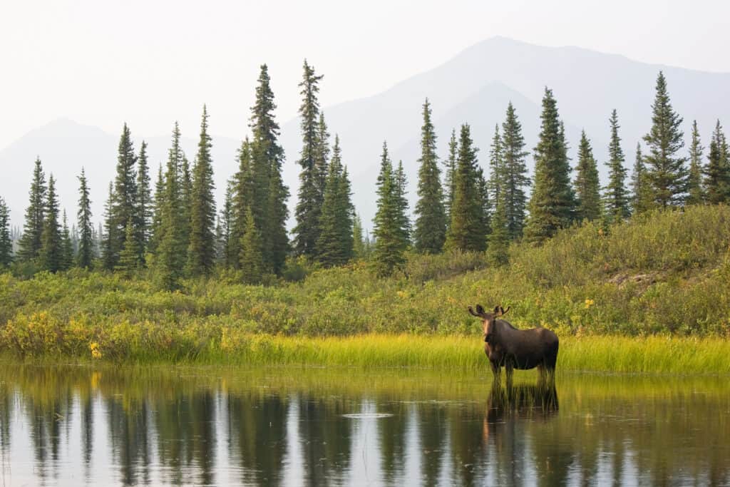 A moose wading in the water in the distance in front of foggy mountains