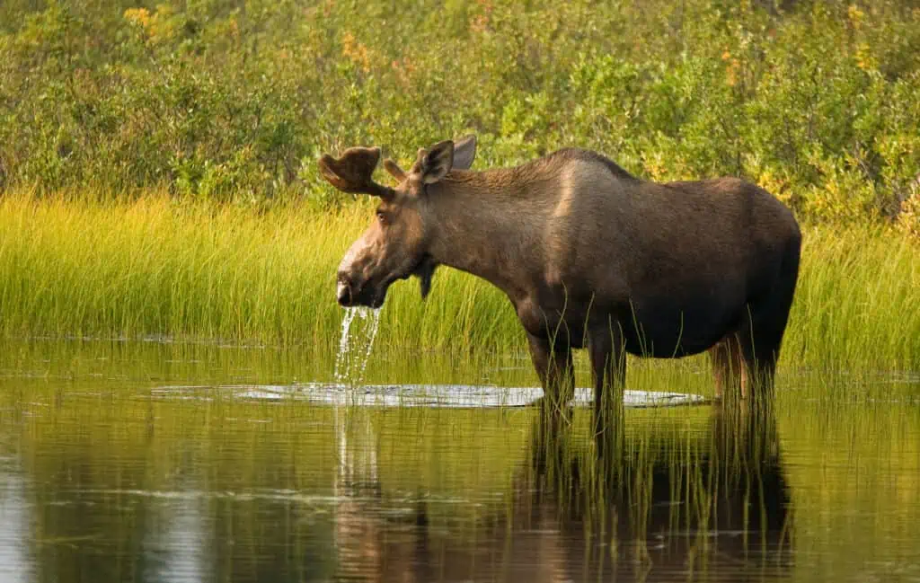 A large moose wading in the water