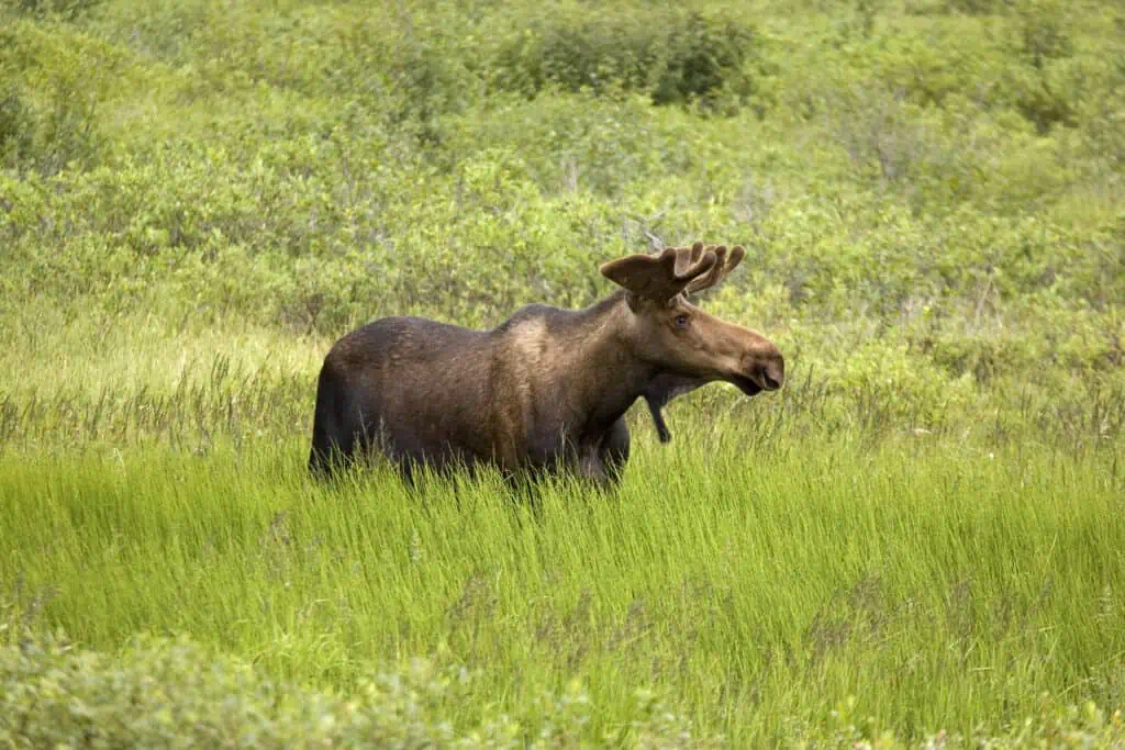 A small moose in tall wild grass