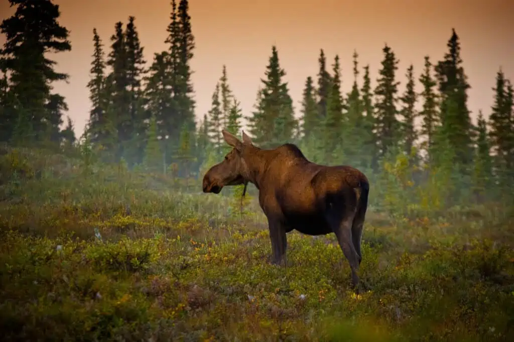A cow moose grazes the tundra on a foggy morning inside Denali National Park