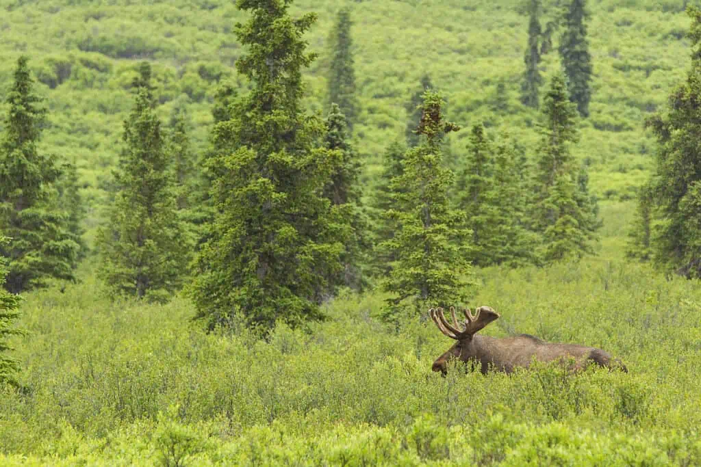 A bull moose amongst shrubs and grasses