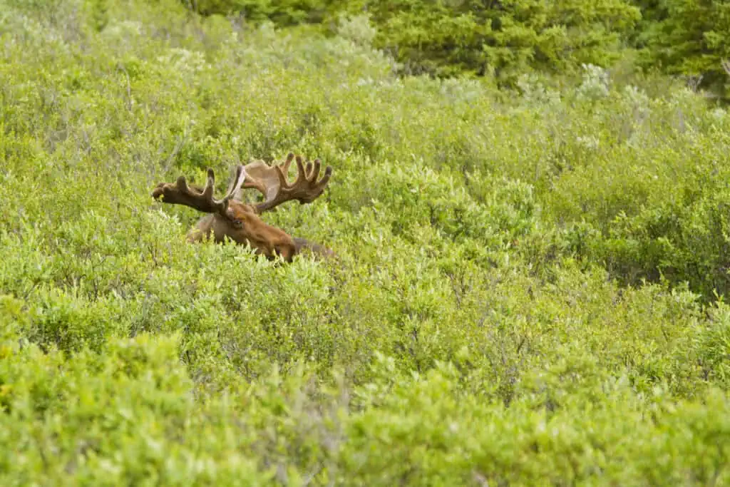 A bull (male) almost hidden in the bushes