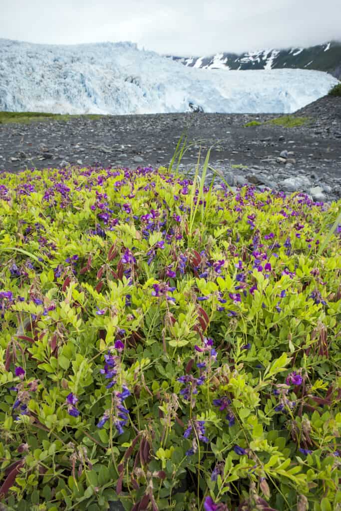 Wildflowers in front of Aialik Glacier